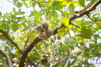 Mvuu Lodge: Walking Safari