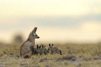 Camp Kalahari Camp Kalahari: Löffelhundfamilie