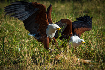 Nokanyana Camp: Fish Eagle mit Babyantilope
