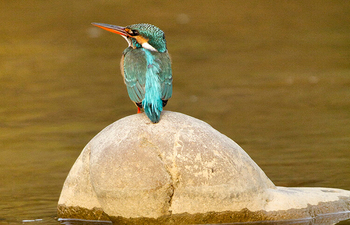 Paatlidun Safari Lodge: Eisvogel