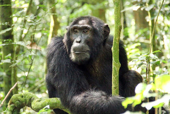 Primate Lodge: Schimpansenmann