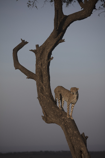 Saruni Eagle View Saruni Eagle View: Gepard auf baum