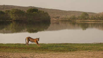 Sawai Vilas: Tiger am Seeufer