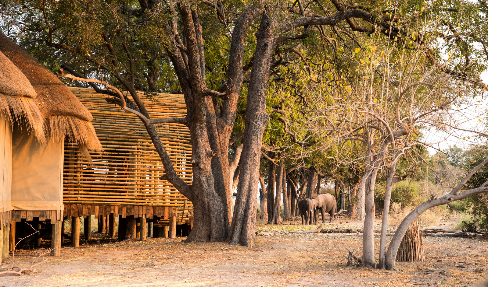 Sitatunga Private Island Camp Sitatunga Private Island Camp: Elefanten neben Camp