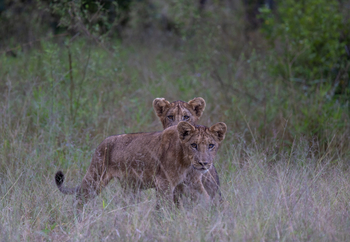 Sungani Lodge Sungani Lodge: Löwenkinder