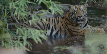 Svasara Jungle Lodge: Alter Kater