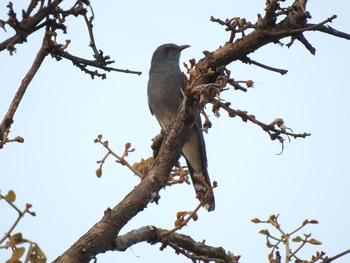 Tathastu Resort Kanha: Grey-bellied Cuckoo