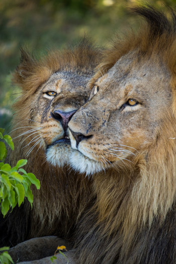 The Dhow Suite at Zarafa: Löwen