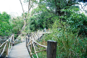 Tongole Wilderness Lodge: Steg durchs Gelände