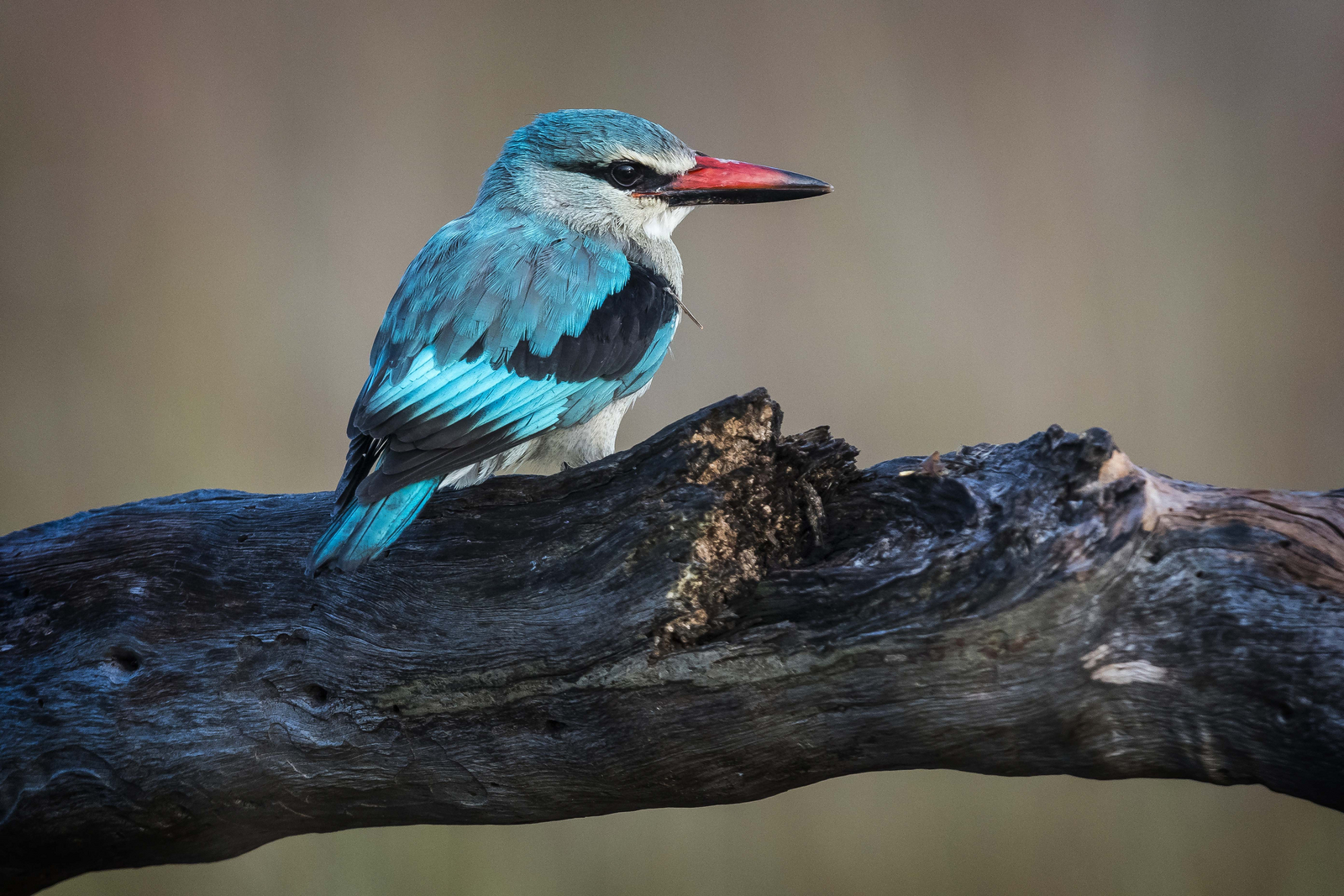 Xigera Safari Lodge Xigera Safari Lodge
