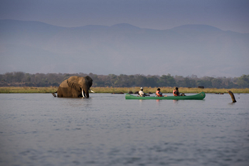 Zambezi Expeditions: Elefant im Fluss und Kajak