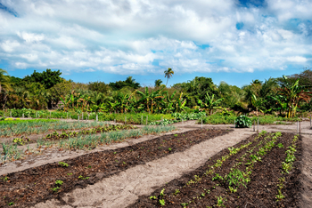 Anantara Bazaruto Island Resort: Garten mit Gemüse