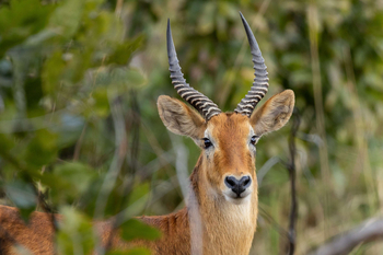 Anantara Tented Camp Kafue River: Antilope mit Spiralhörnern