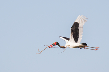 Belmond Eagle Island Lodge: Storchenvogel mit Nistmaterial