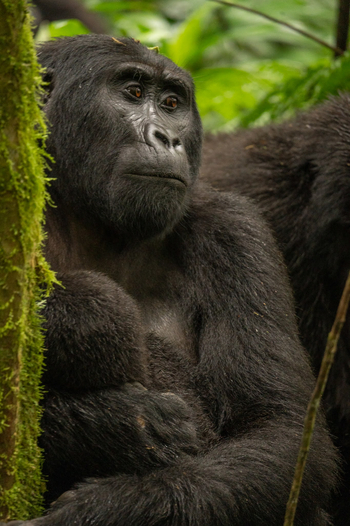 Buhoma Lodge: Gorillamutter