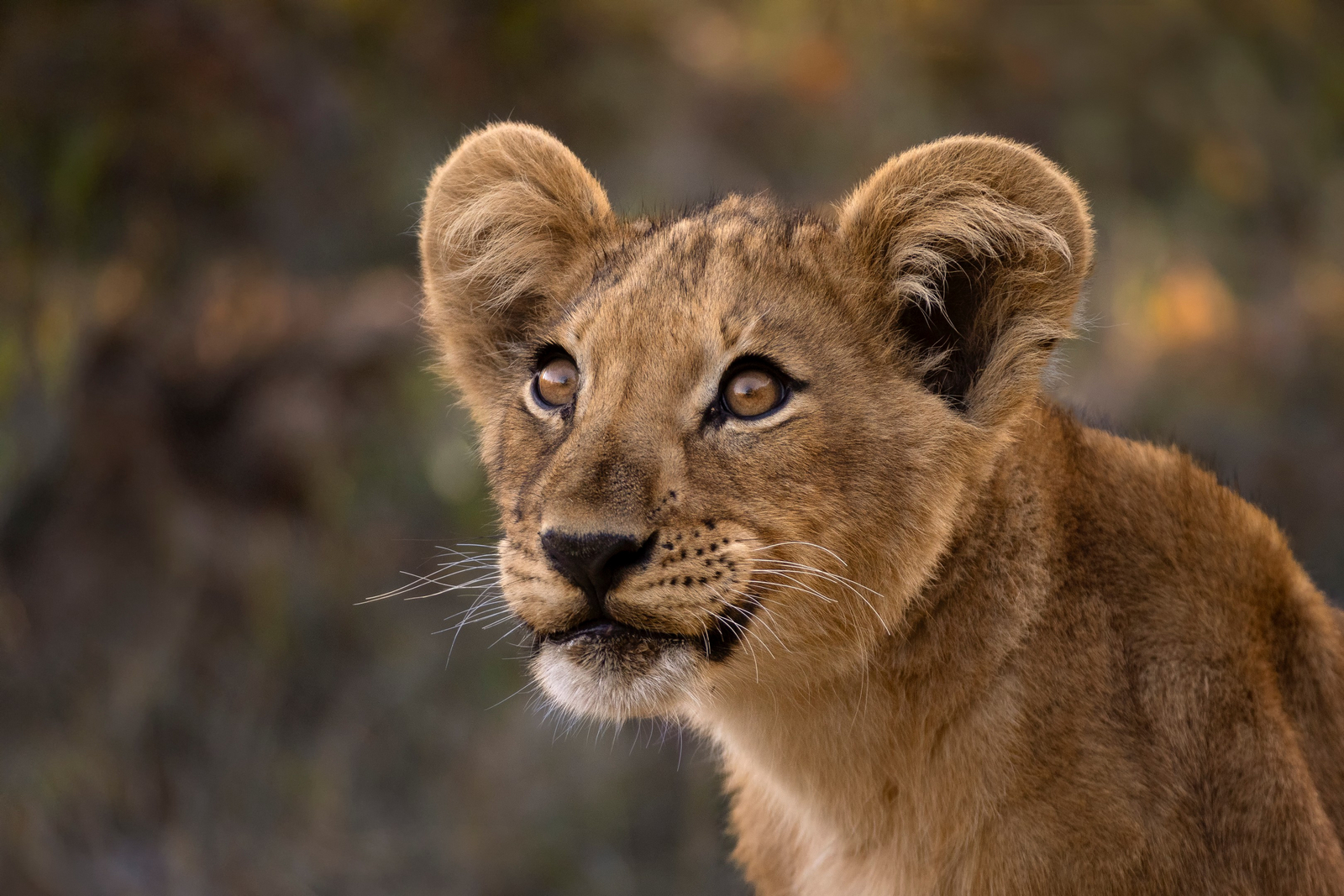 Camp Khwai Camp Khwai: Junger Löwe