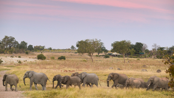 Deteema Springs Camp: Elefantenherde