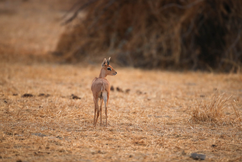 Dinaka Lodge: Steenbock