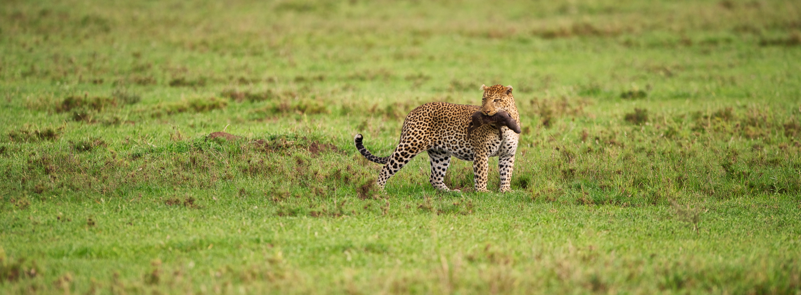 Dunia Camp Dunia Camp: Leopard mit Warzenschwein