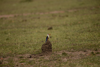 Entim Masai Mara: Grey-headed Kingfisher