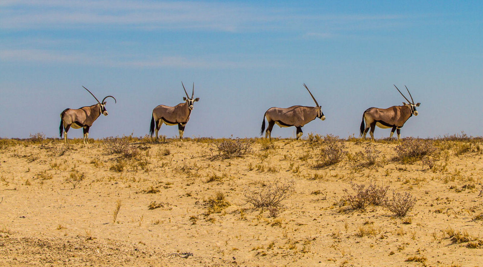 Epacha Game Lodge Epacha Game Lodge: Oryx-Gruppe