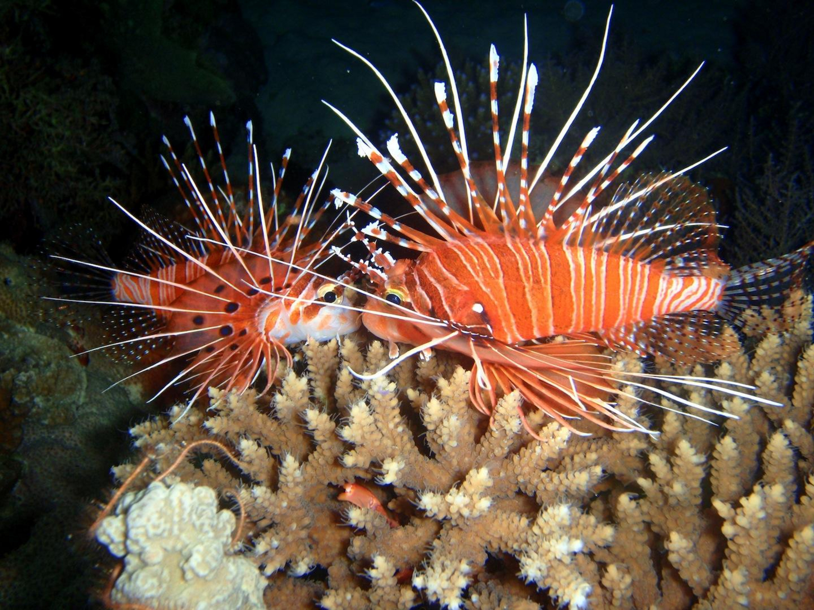 Fundu Lagoon Fundu Lagoon: Tauchen