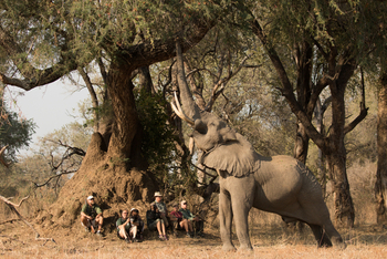 Goliath Tented Camp Goliath Tented Camp: Begegnung mit Elefant