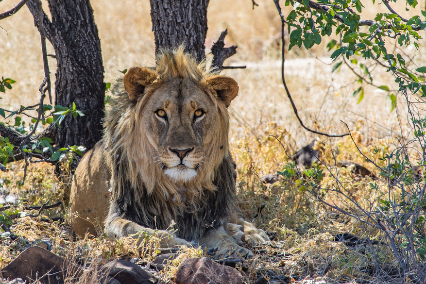 Grootberg Lodge