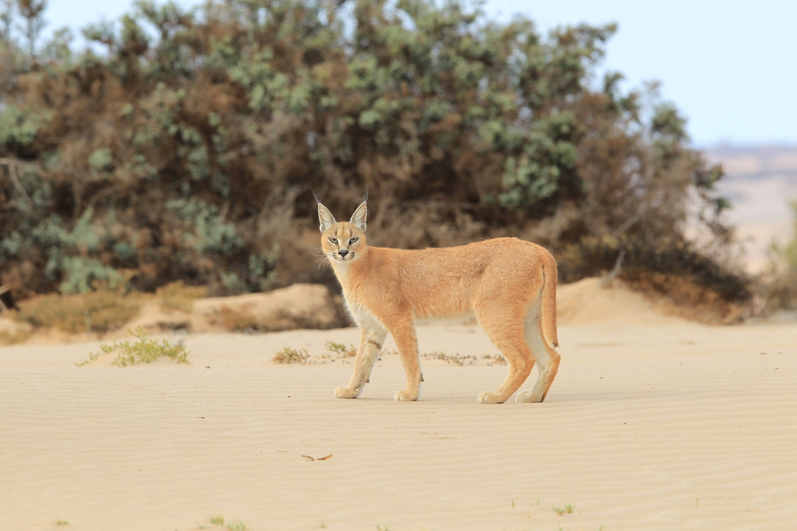 Hoanib Skeleton Coast Camp Hoanib Skeleton Coast Camp: Caracal