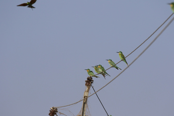 Jawai: Blue-cheeked Bee-Eaters