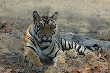 Kanha Jungle Lodge: Königstiger