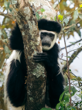 Koroi Forest Camp: Mantelaffe im Baum