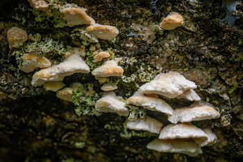 Koroi Forest Camp: Porlinge