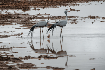 Kwandwe Private Game Reserve: Paradieskraniche mit Küken