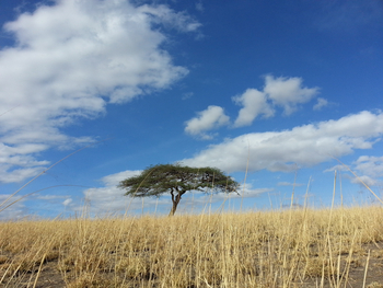 Lake Natron Camp: Schirmakazie