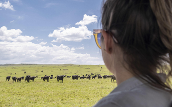 Little Governors' Camp: Büffel