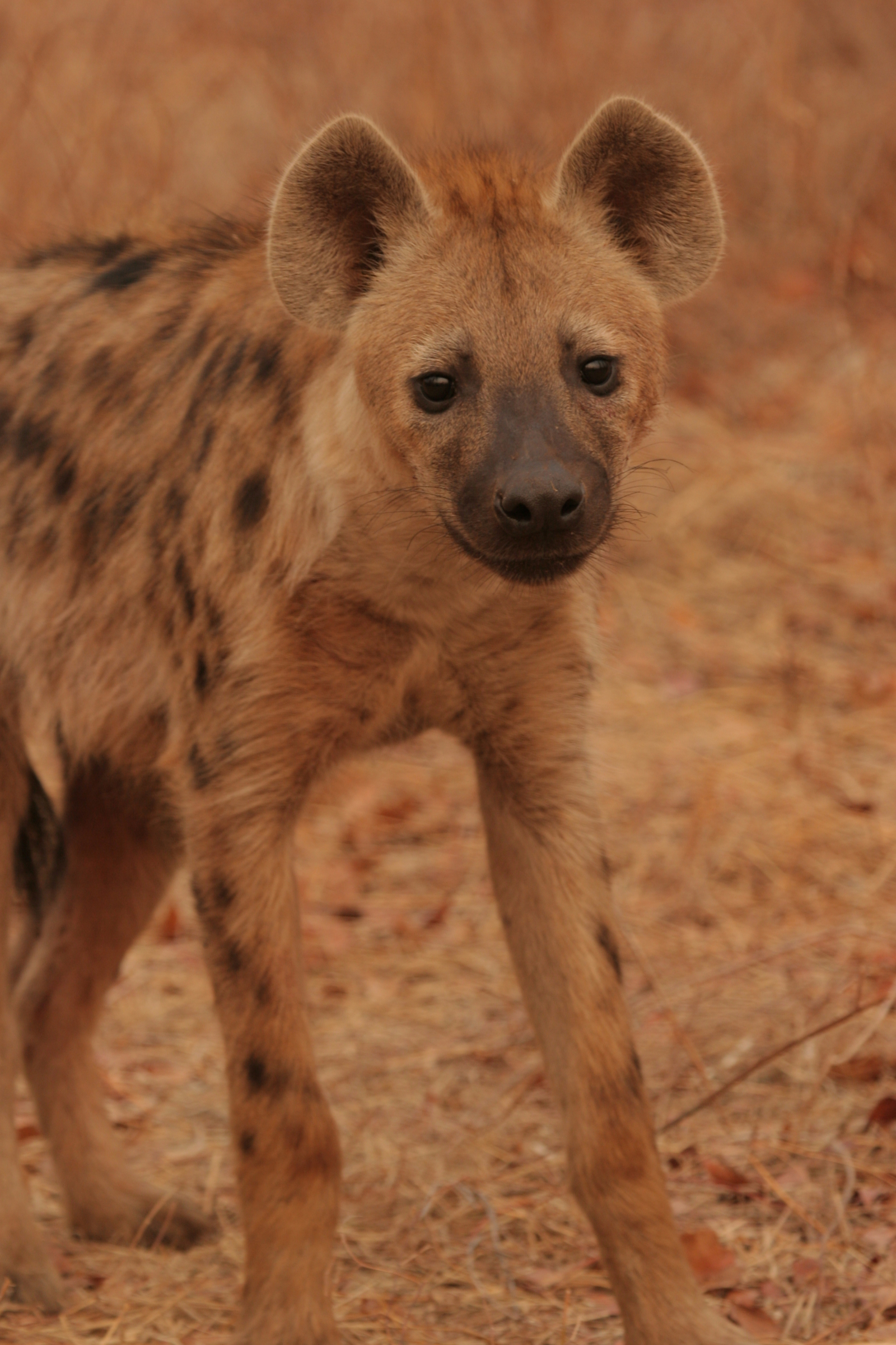 Little Vundu Camp Little Vundu Camp: Hyäne