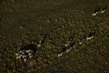 Mahali Mzuri: Zebras aus der Luft