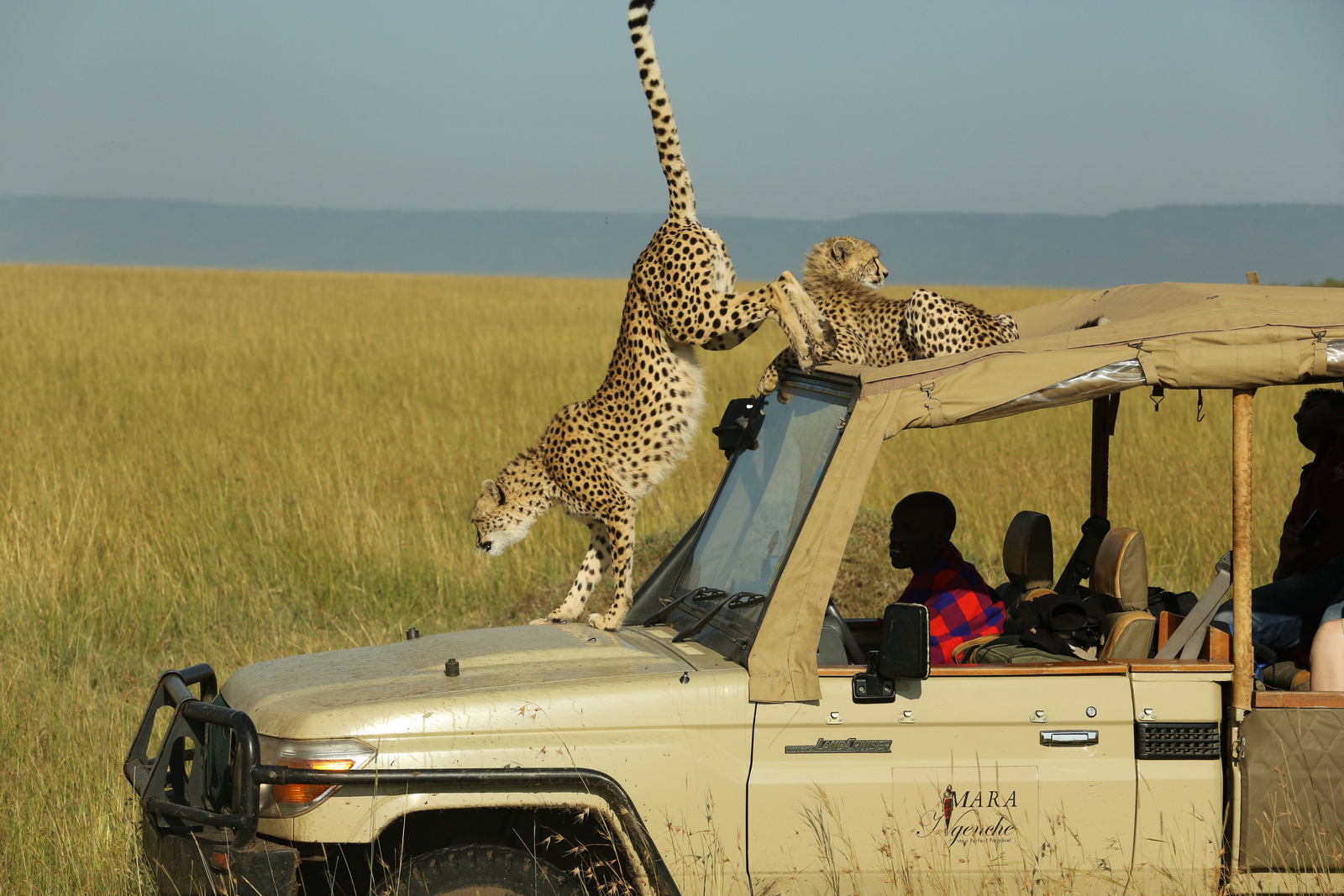 Mara Ngenche Safari Camp Mara Ngenche Safari Camp: Leoparden