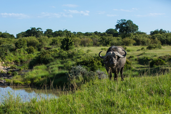 Mara Toto Tree Camp: Büffel am Ntiakitiak River