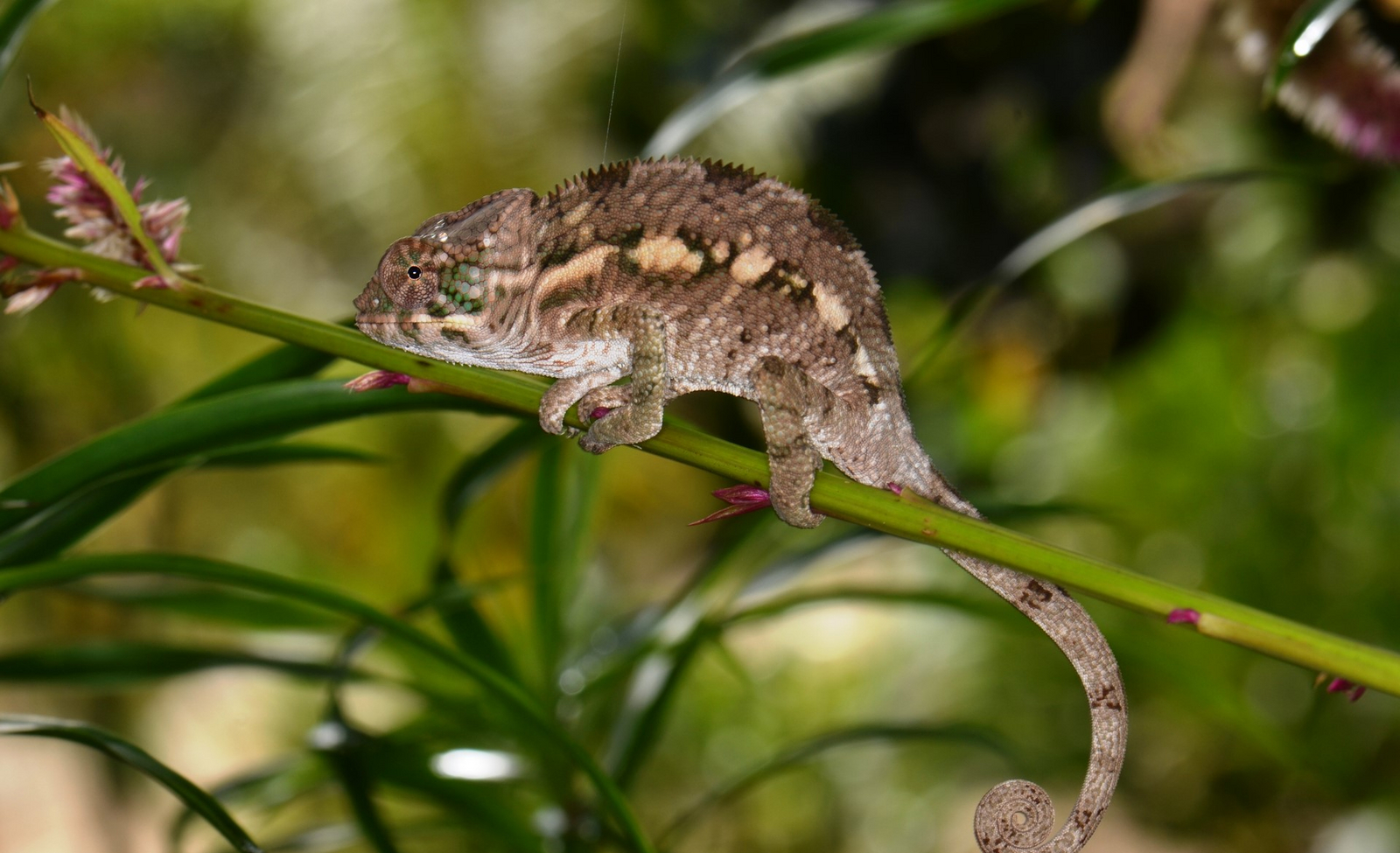 Masoala Forest Lodge Masoala Forest Lodge