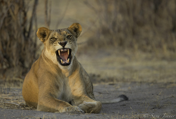Nogatsaa Pans Chobe Lodge: Gähnende Löwin