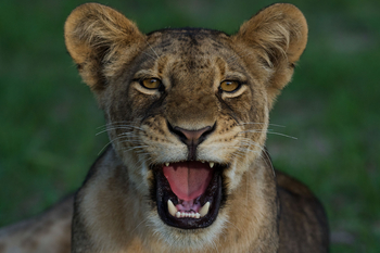 Ntemwa Busanga Bushcamp Ntemwa Busanga Bushcamp: Löwengesicht