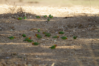 Nyamatusi Camp Nyamatusi Camp: Lilian's Lovebirds