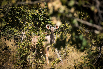 Okavango Explorers Camp Okavango Explorers Camp: Kudu