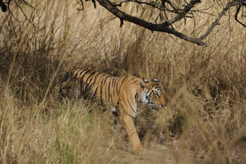 Ranthambore National Park: Tiger im hohen Gras