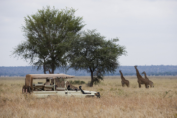 Sanctuary Swala: Giraffen