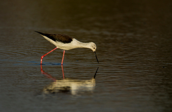 Selinda Camp: Black-wing Stilt