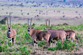 Sirikoi Lodge Sirikoi Lodge: Ostafrikanische Oryxantilopen