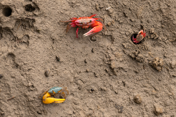 Sunderban Tiger Camp: Winkerkrabben